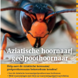 Folderset Geelpoothoornaar
