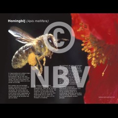 Tentoonstellingsposters