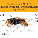 Folderset Geelpoothoornaar