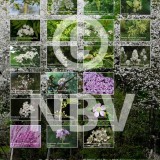 Tentoonstellingsposters