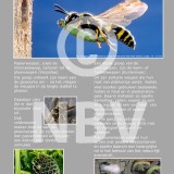 Tentoonstellingsposters