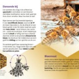 Wondere bijenwereld (40 stuks)